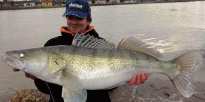 big zander 1.gif